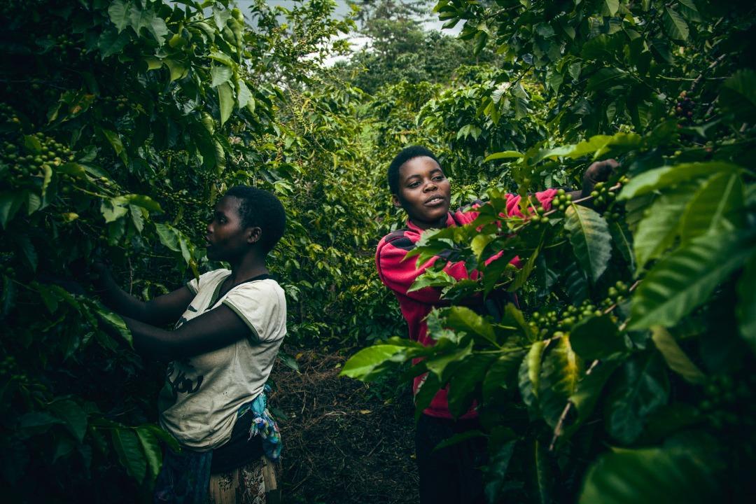 Rwanda Gitesi #602 - Washed