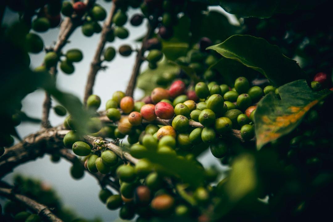 Rwanda Gitesi #602 - Washed