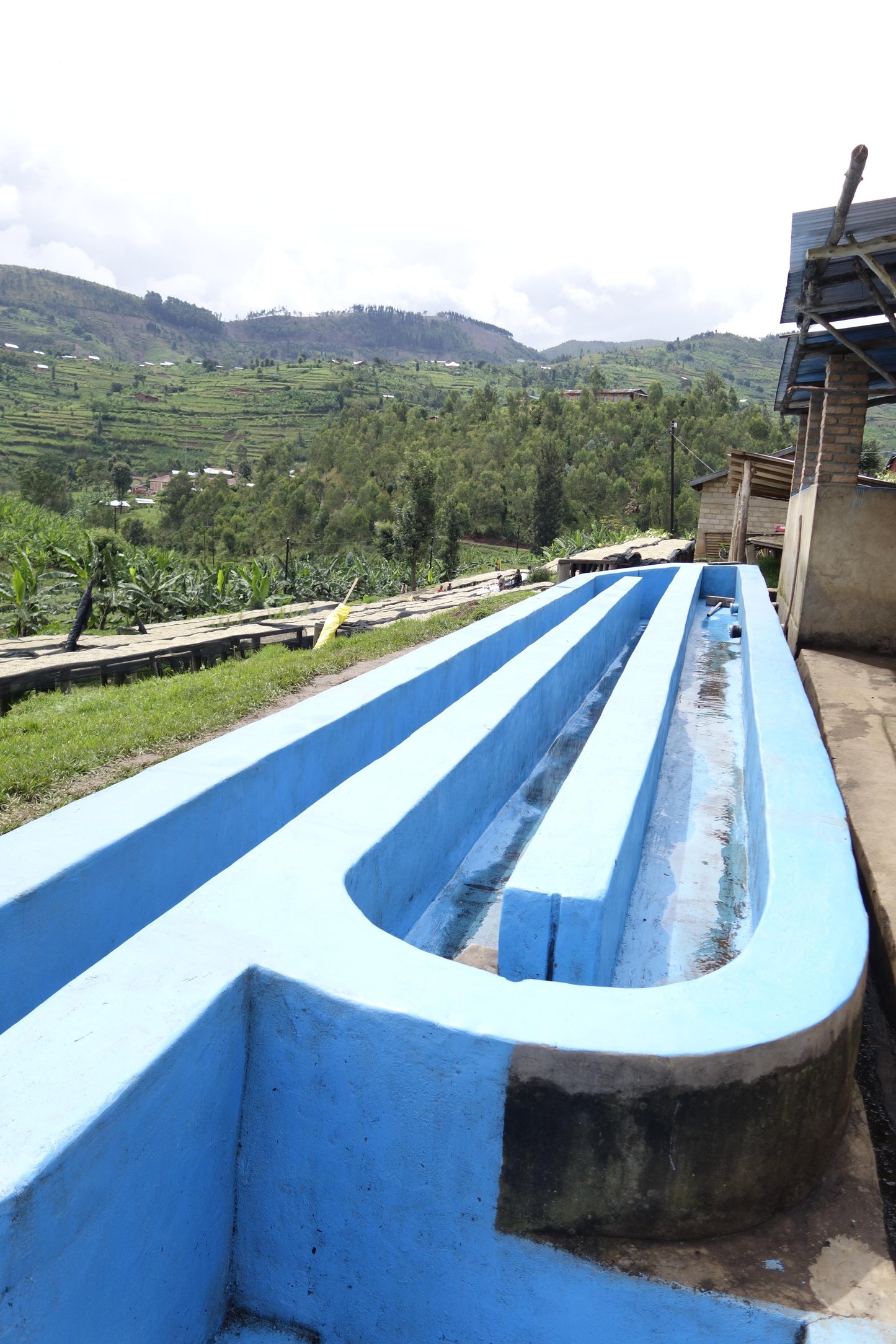 Rwanda Gitesi #602 - Washed