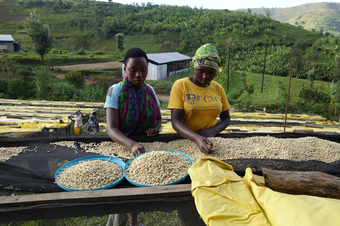 Rwanda Gitesi #602 - Washed