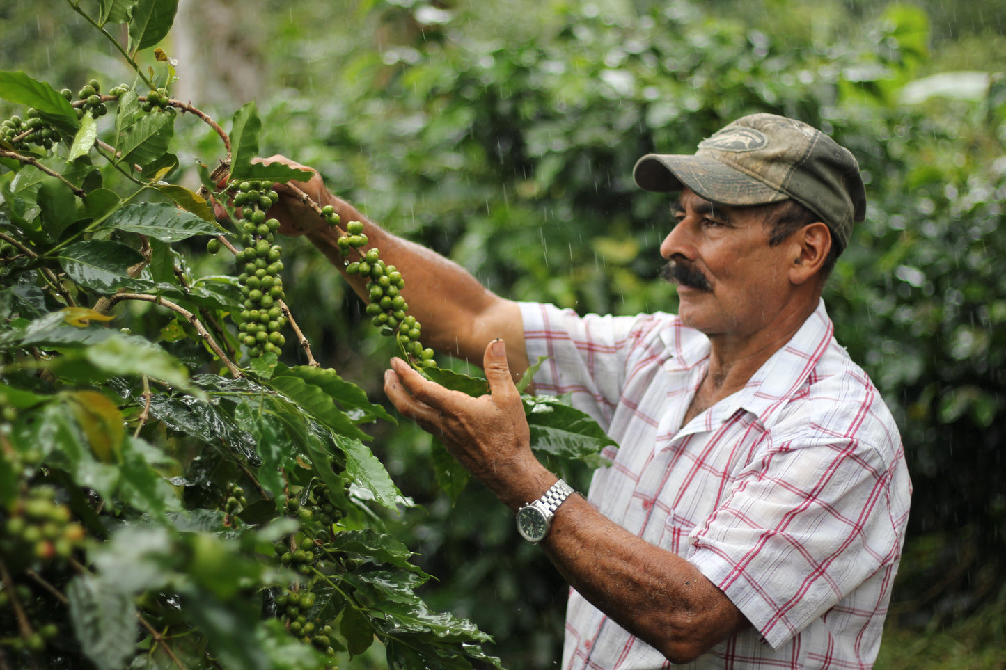 Honduras COMSA Marcala Washed