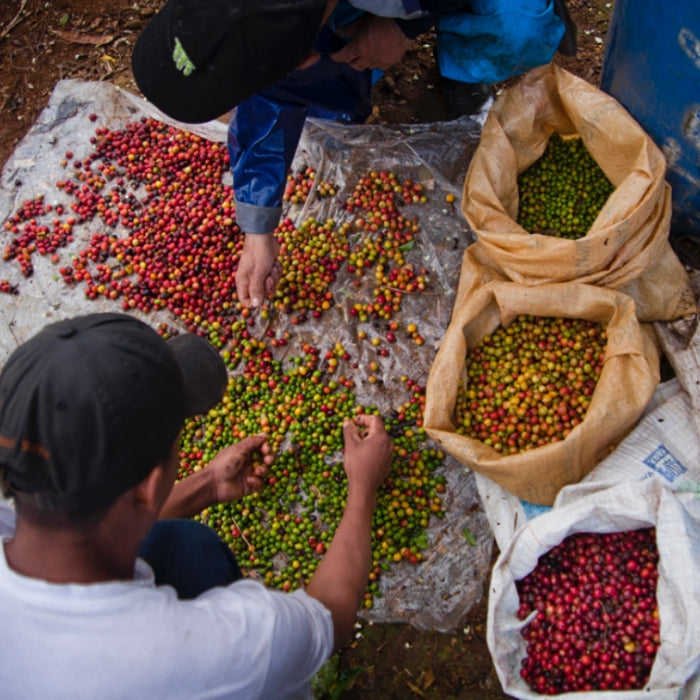 Cascara - Costa Rica - Hacienda Sonora