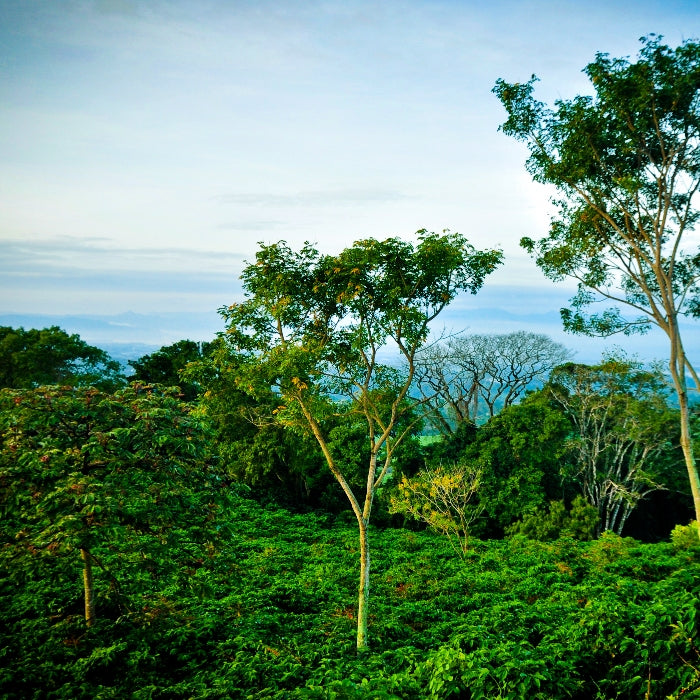 Cascara - Costa Rica - Hacienda Sonora