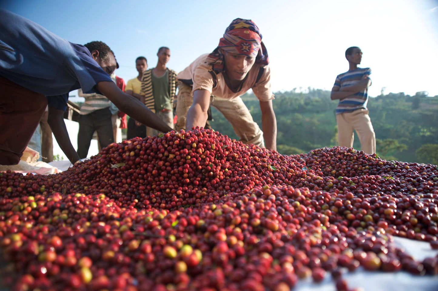 Ethiopia Shakisso DECAF CO2