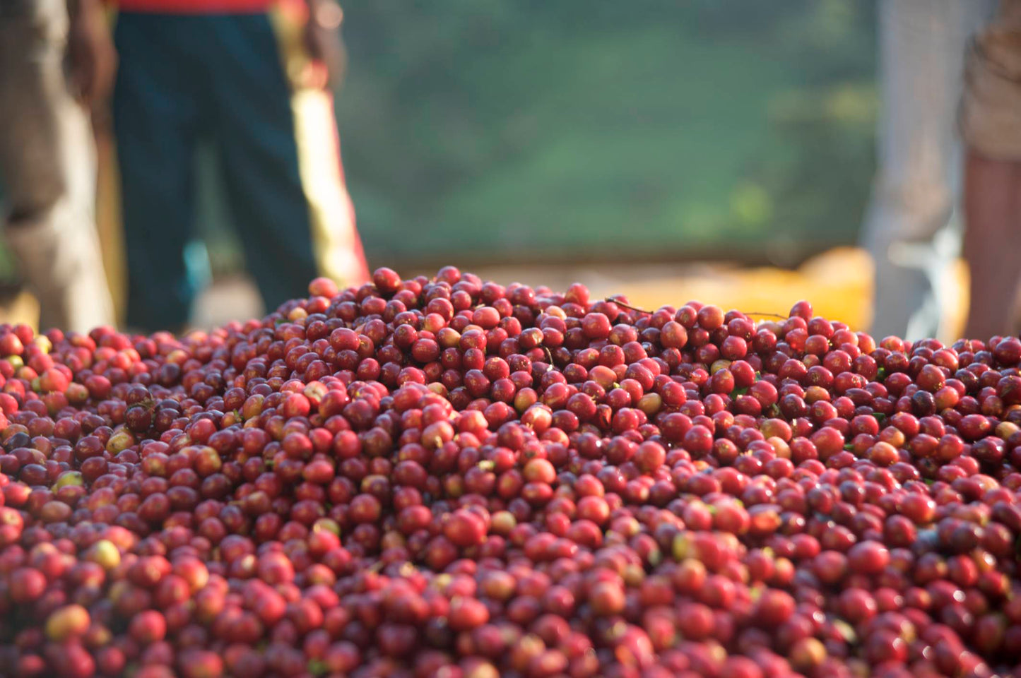 Ethiopia Shakisso DECAF CO2
