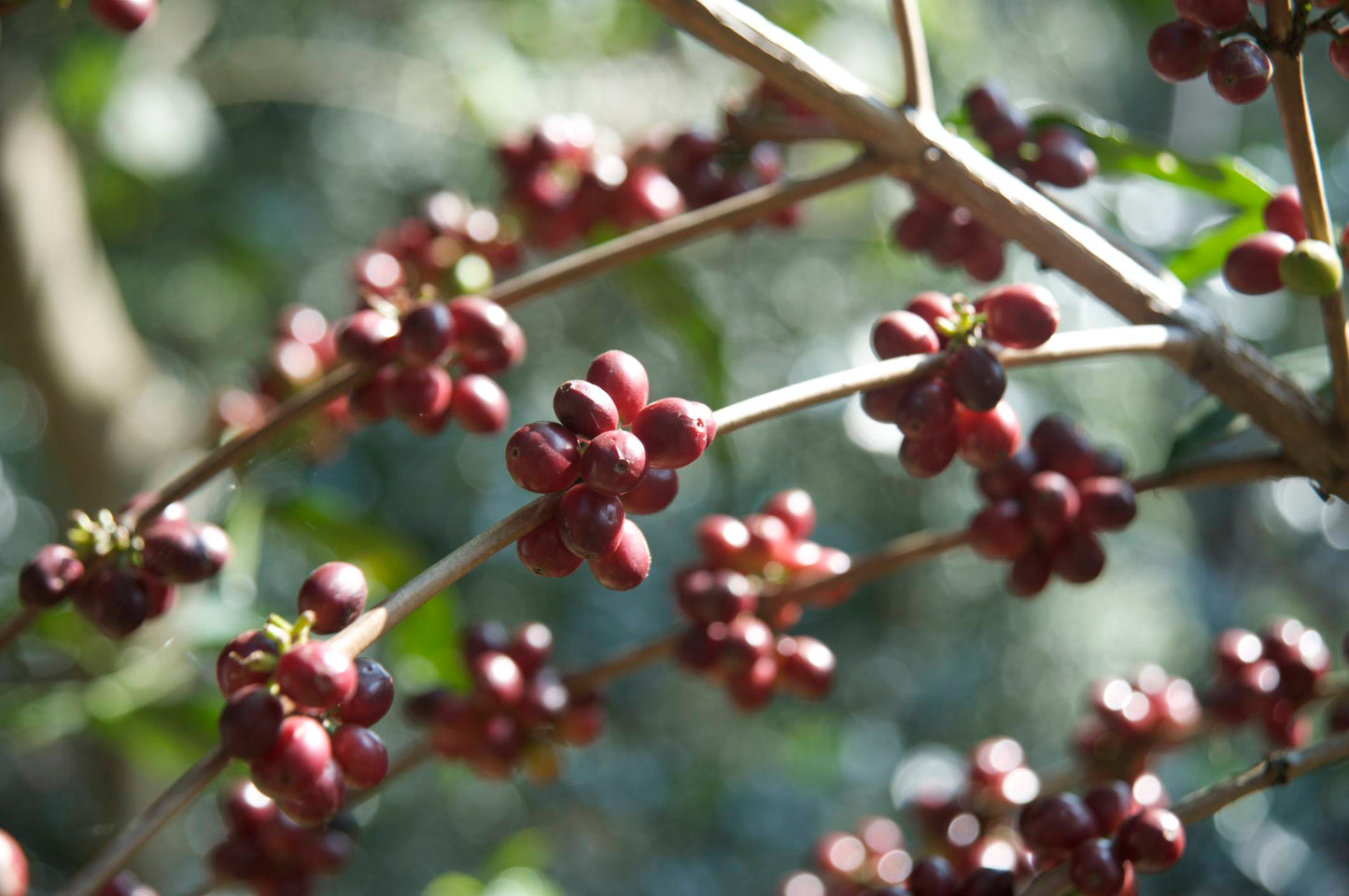 Ethiopia Shakisso DECAF CO2