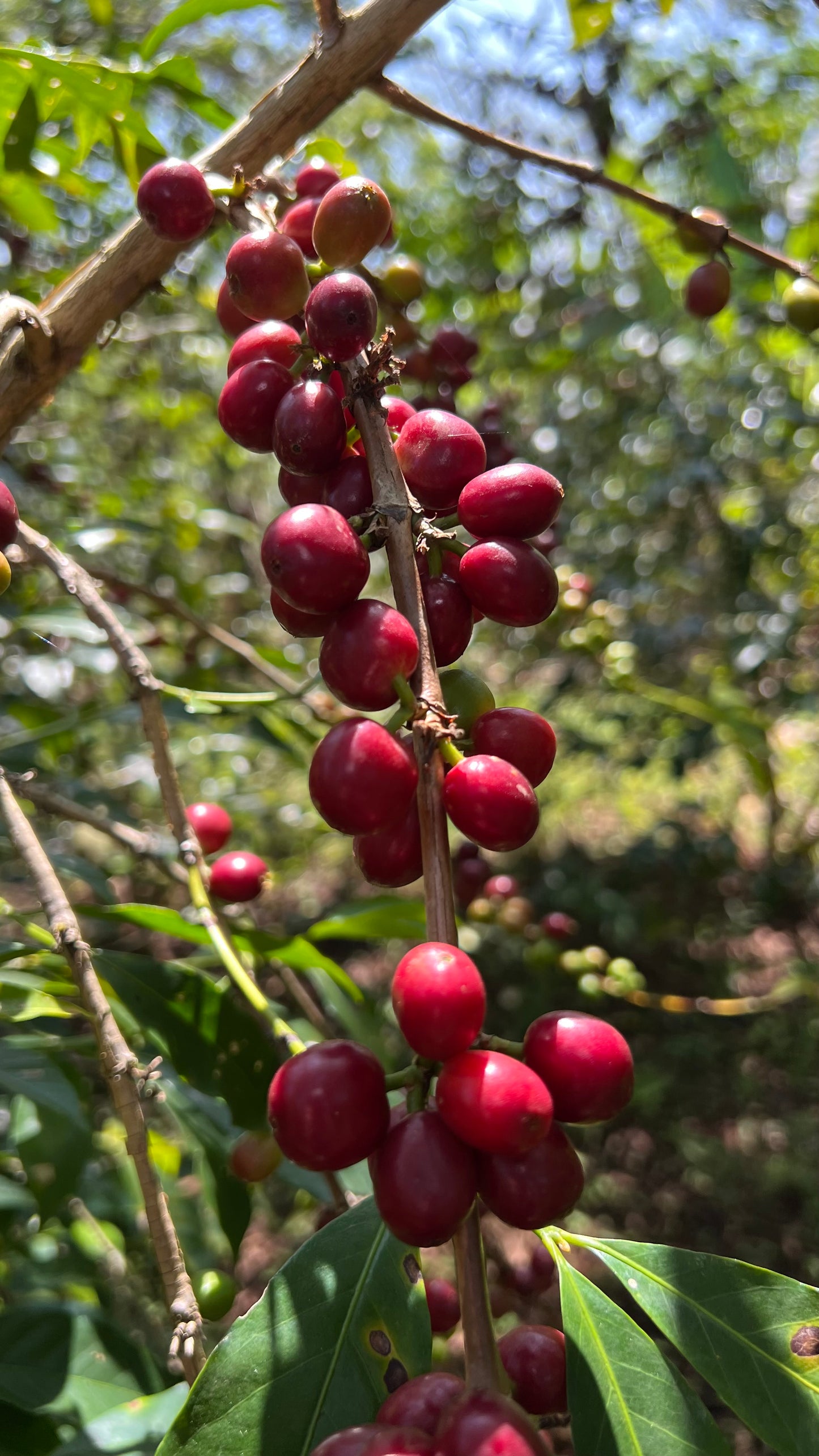 Ethiopia Uraga, Haro Wachu Natural Anaerobic