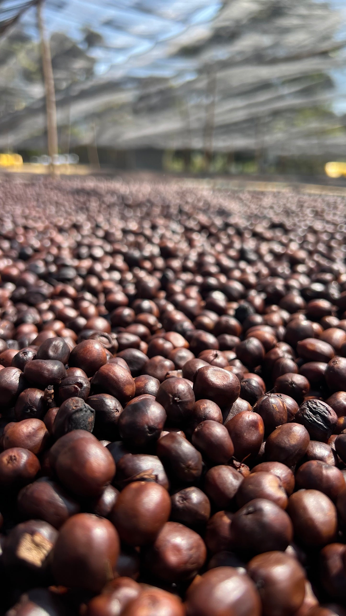 Ethiopia Uraga, Haro Wachu Natural Anaerobic