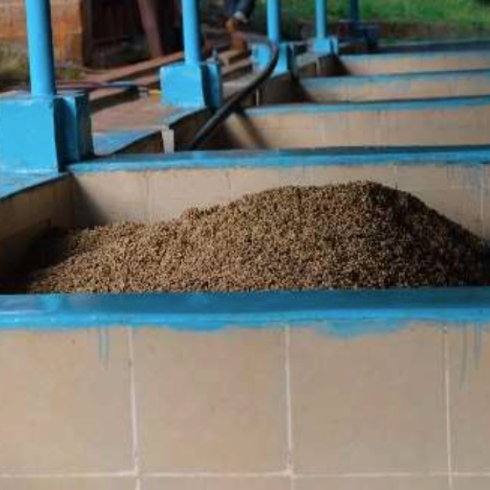 Kenya - Kabare Karani AA - Washed