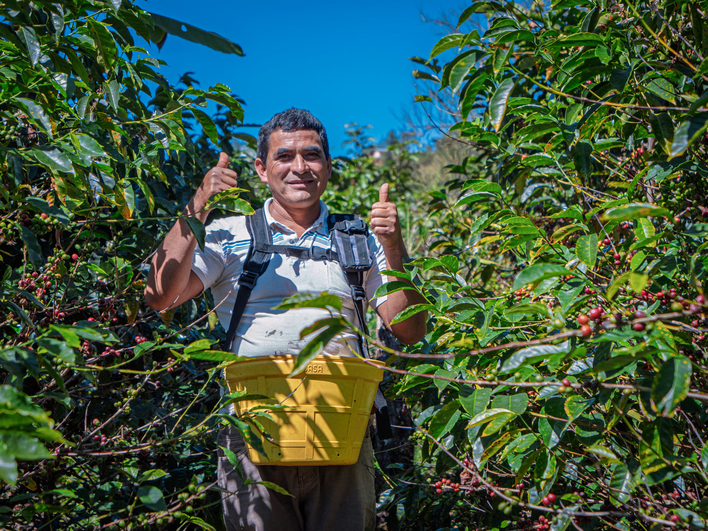 Peru - Trabaconas G1 Organic - Washed