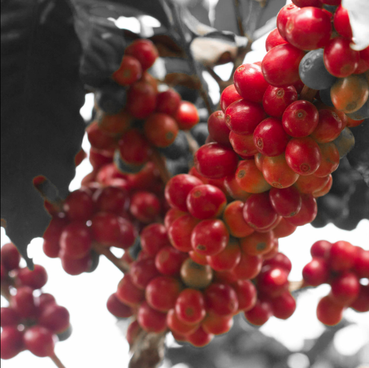 Guatemala - Lampocoy - Washed