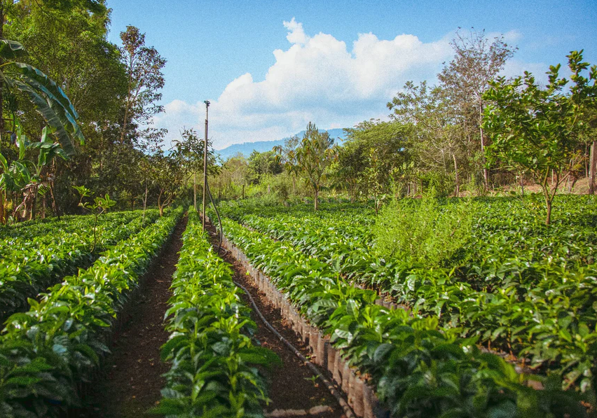 Guatemala - Lampocoy - Washed