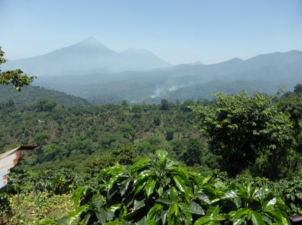 Guatemala - Lampocoy - Washed