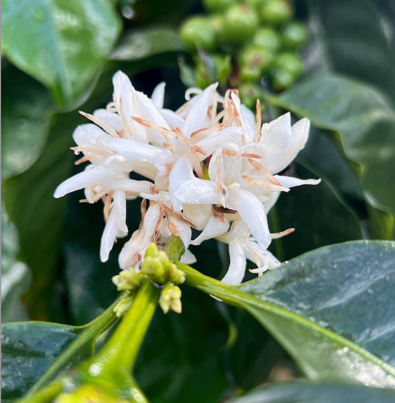 Colombia - Bourbon Sidra El Diviso - Washed