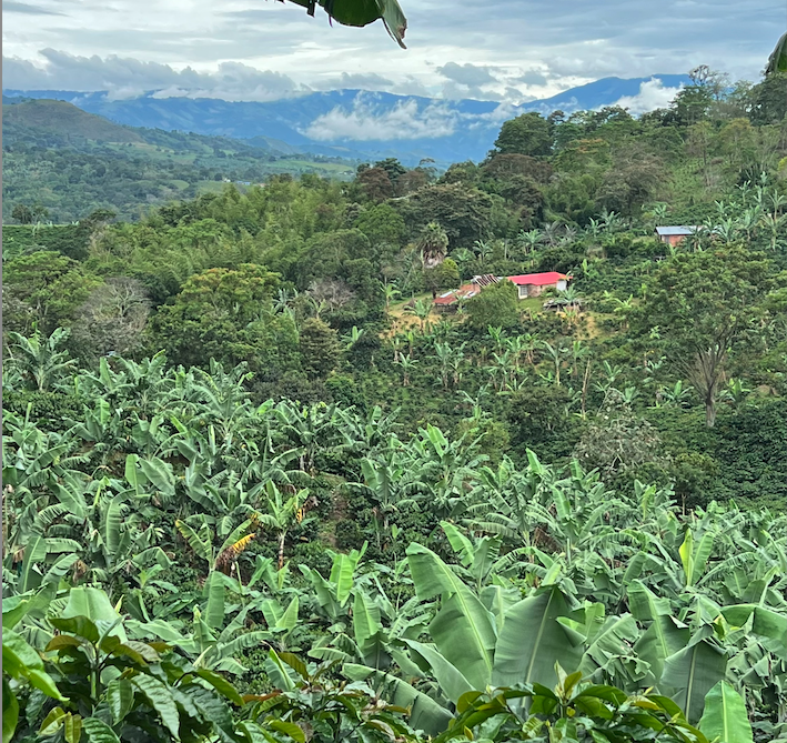 Colombia - Bourbon Sidra El Diviso - Washed