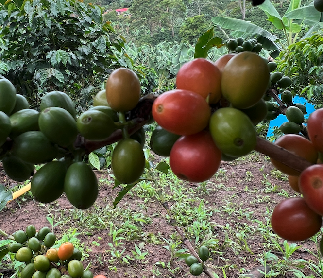 Colombia - Bourbon Sidra El Diviso - Washed