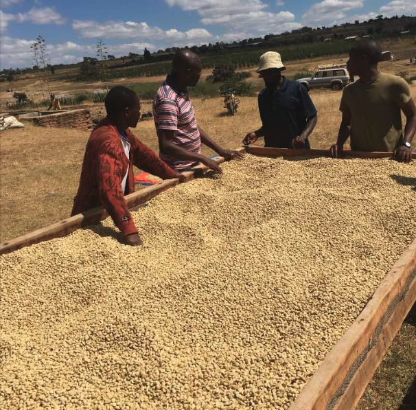 Tanzania Sambewe AA Natural