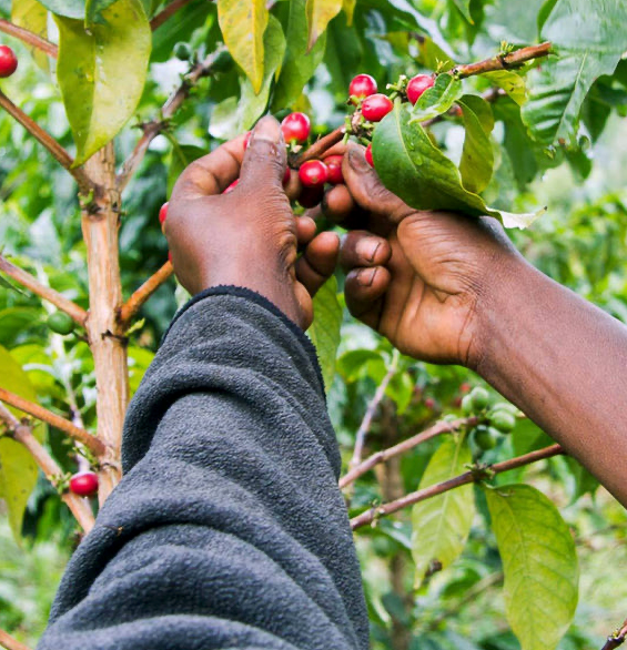 Tanzania Sambewe AA Natural