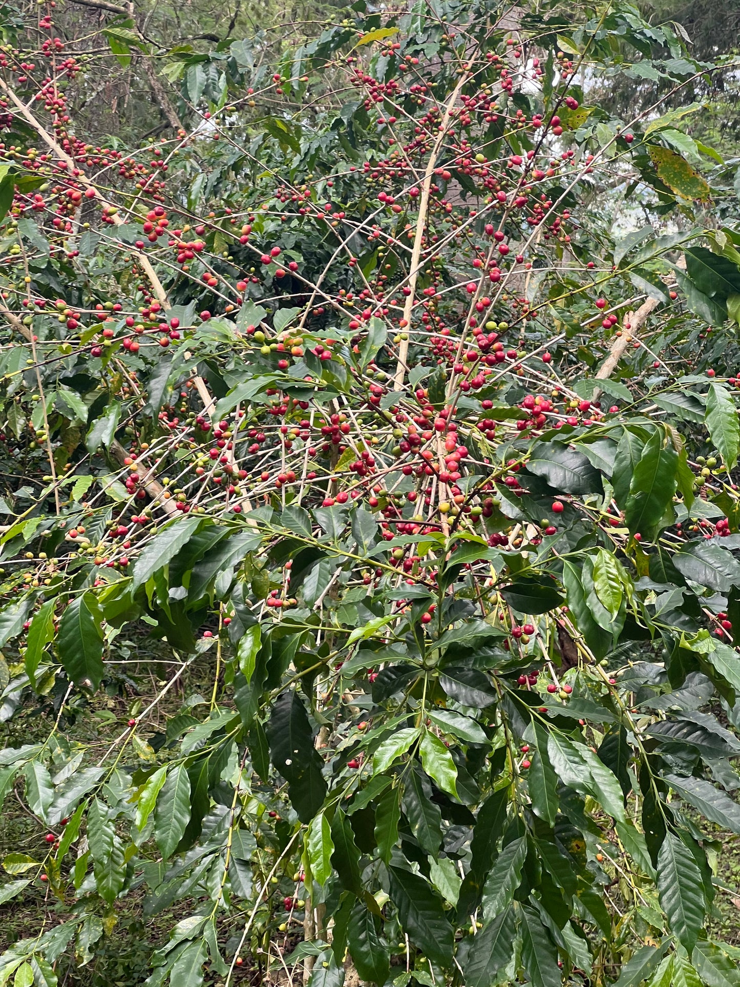 Papua New Guinea - Menyamar - Washed