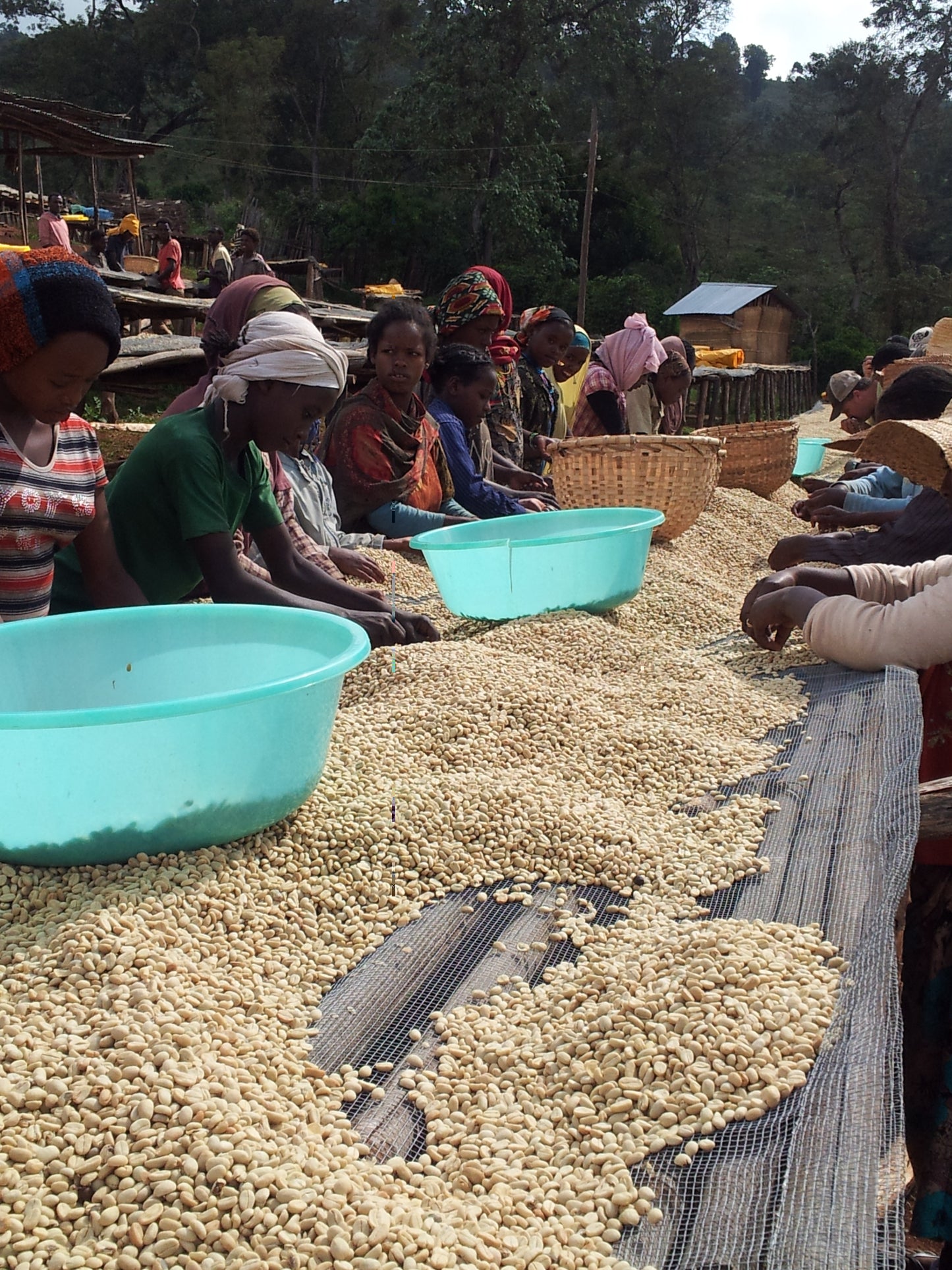 Ethiopia Shakisso DECAF CO2