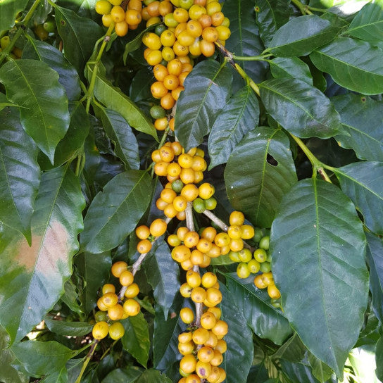 Nicaragua - Monte Cristo - Natural