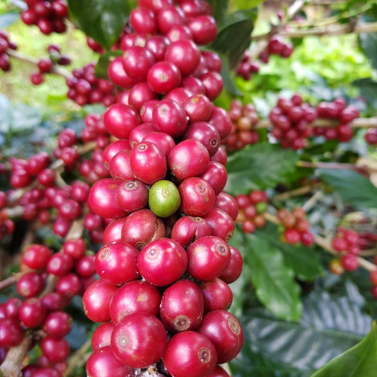 Nicaragua - Monte Cristo - Natural