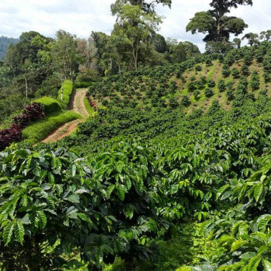 Nicaragua - Monte Cristo - Natural