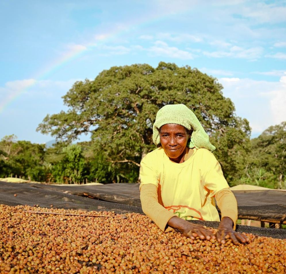 Ethiopia Uraga, Haro Wachu Natural Anaerobic