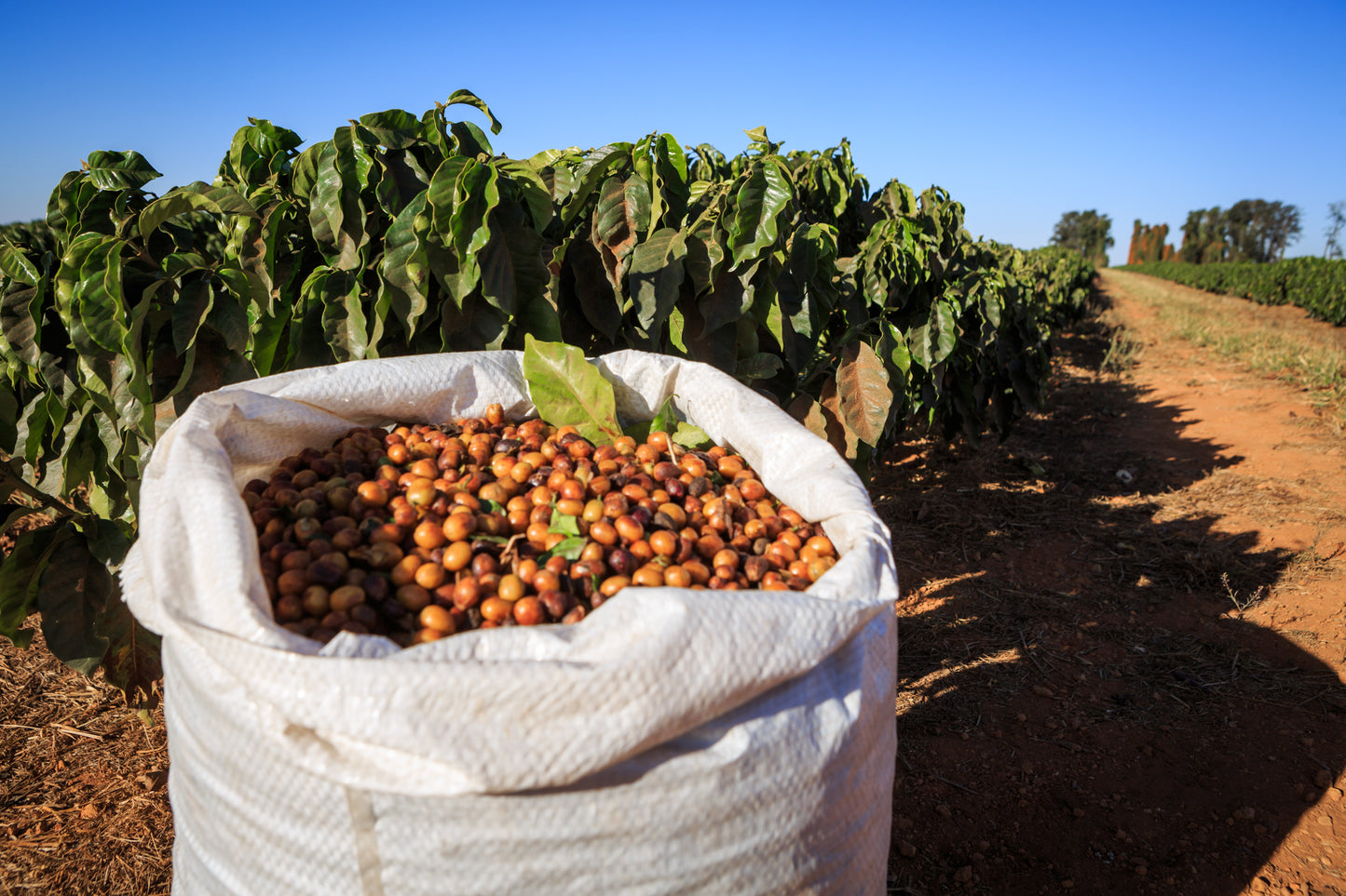 Brazil - Fazenda Sao Silvestre - Famili Andrade - Pulped natural