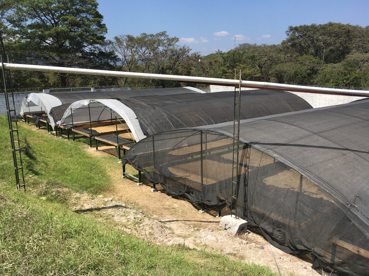 Honduras COMSA Marcala Washed