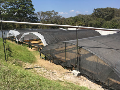 Honduras COMSA Marcala Washed