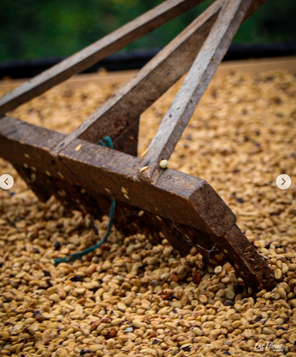 Colombia - Peňas Blancas - Estate 1 Natural Anaerobic