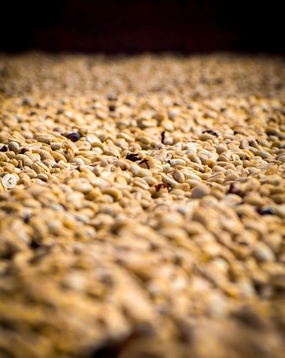 Colombia - Las Flores - Jhoan Vergara - Red Bourbon - Washed