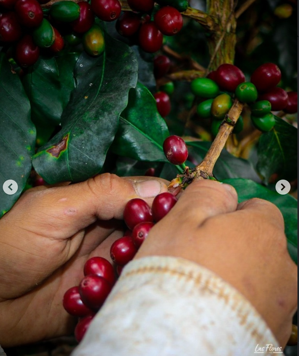 Colombia - Peňas Blancas - Estate 1 Natural Anaerobic