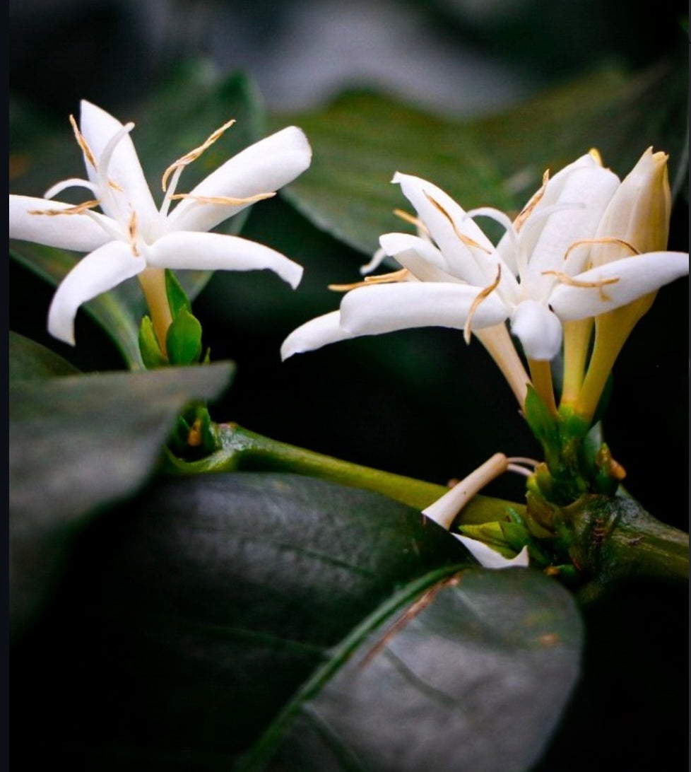 Colombia - Peňas Blancas - Estate 1 Natural Anaerobic
