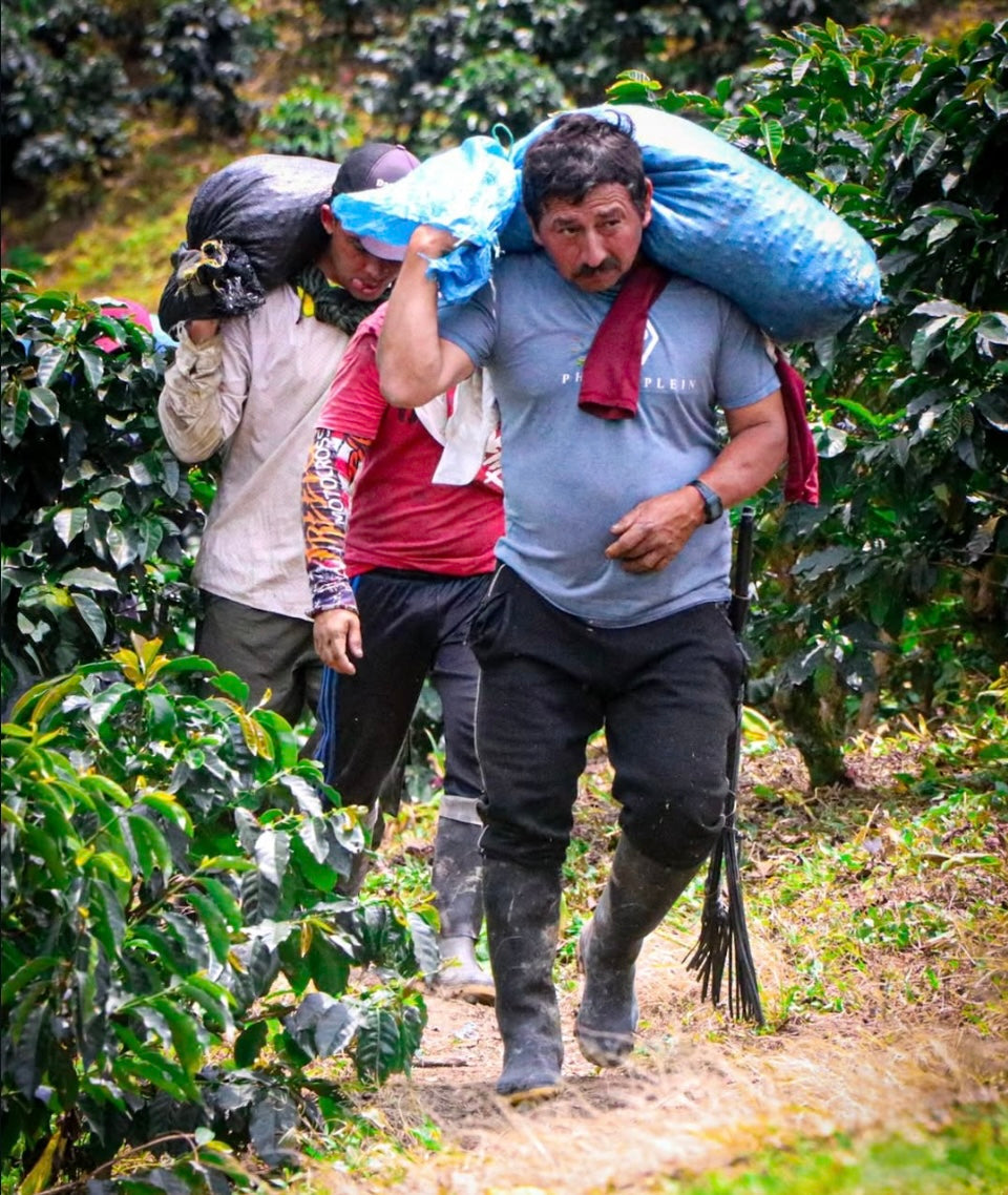 Colombia - Peňas Blancas - Estate 1 Natural Anaerobic