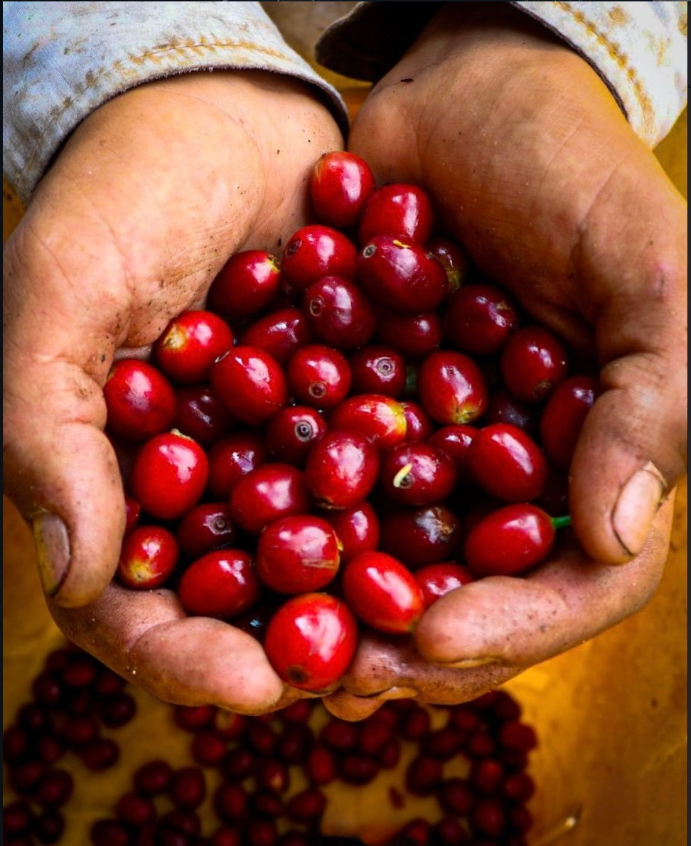 Colombia - Las Flores - Jhoan Vergara - Red Bourbon - Washed