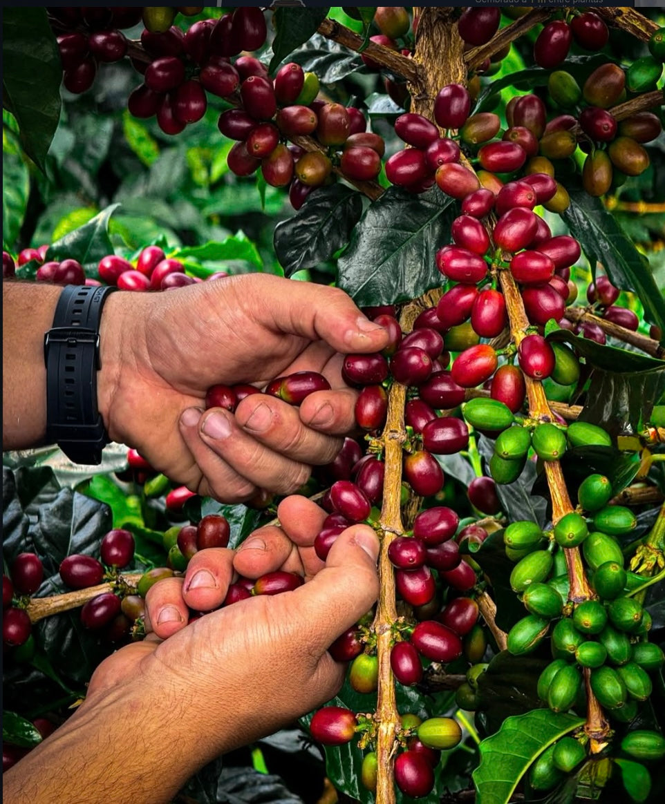 Colombia - Peňas Blancas - Estate 1 Natural Anaerobic