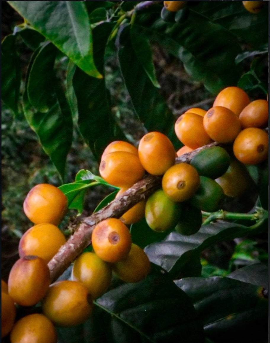 Colombia - Peňas Blancas - Estate 1 Natural Anaerobic