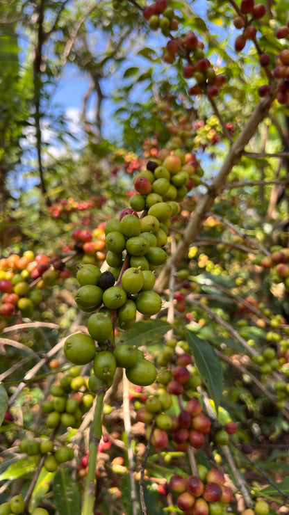 Ethiopia Alemayehu Hillo Natural