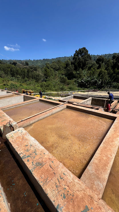 Ethiopia Alemayehu Hillo Natural