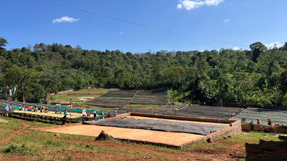 Ethiopia Legesse Matisso Natural