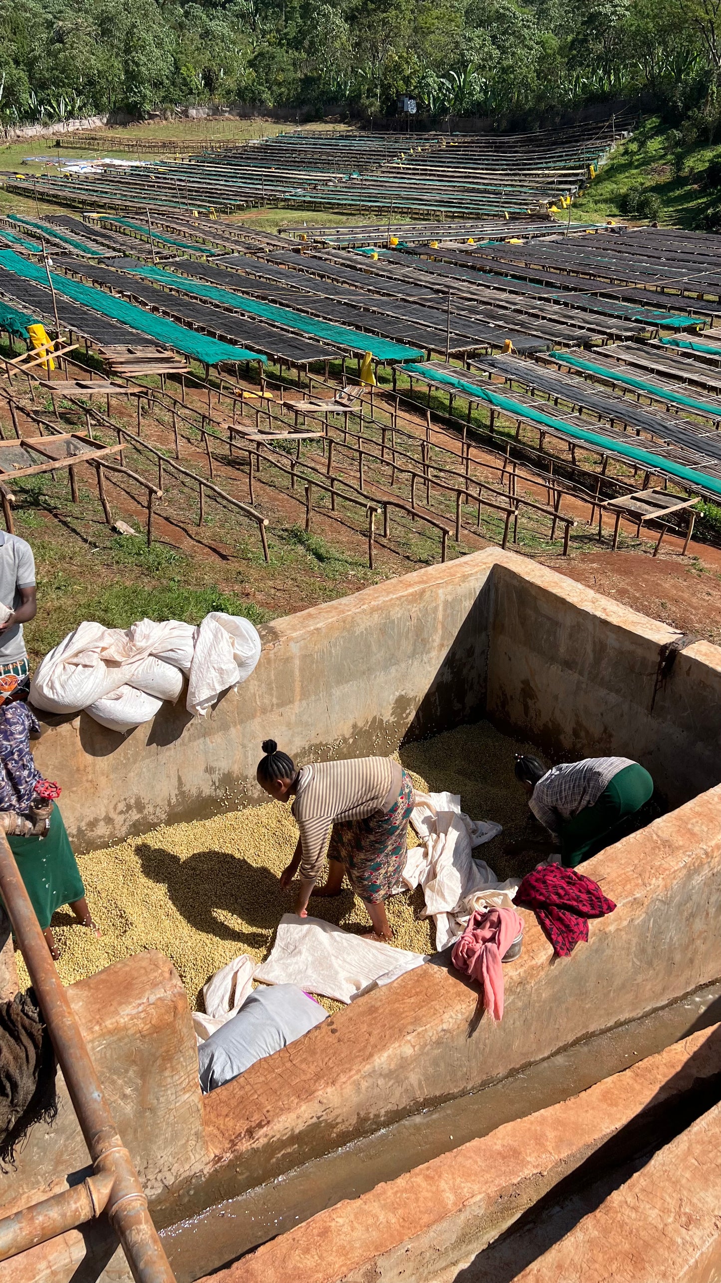 Ethiopia Legesse Matisso Natural