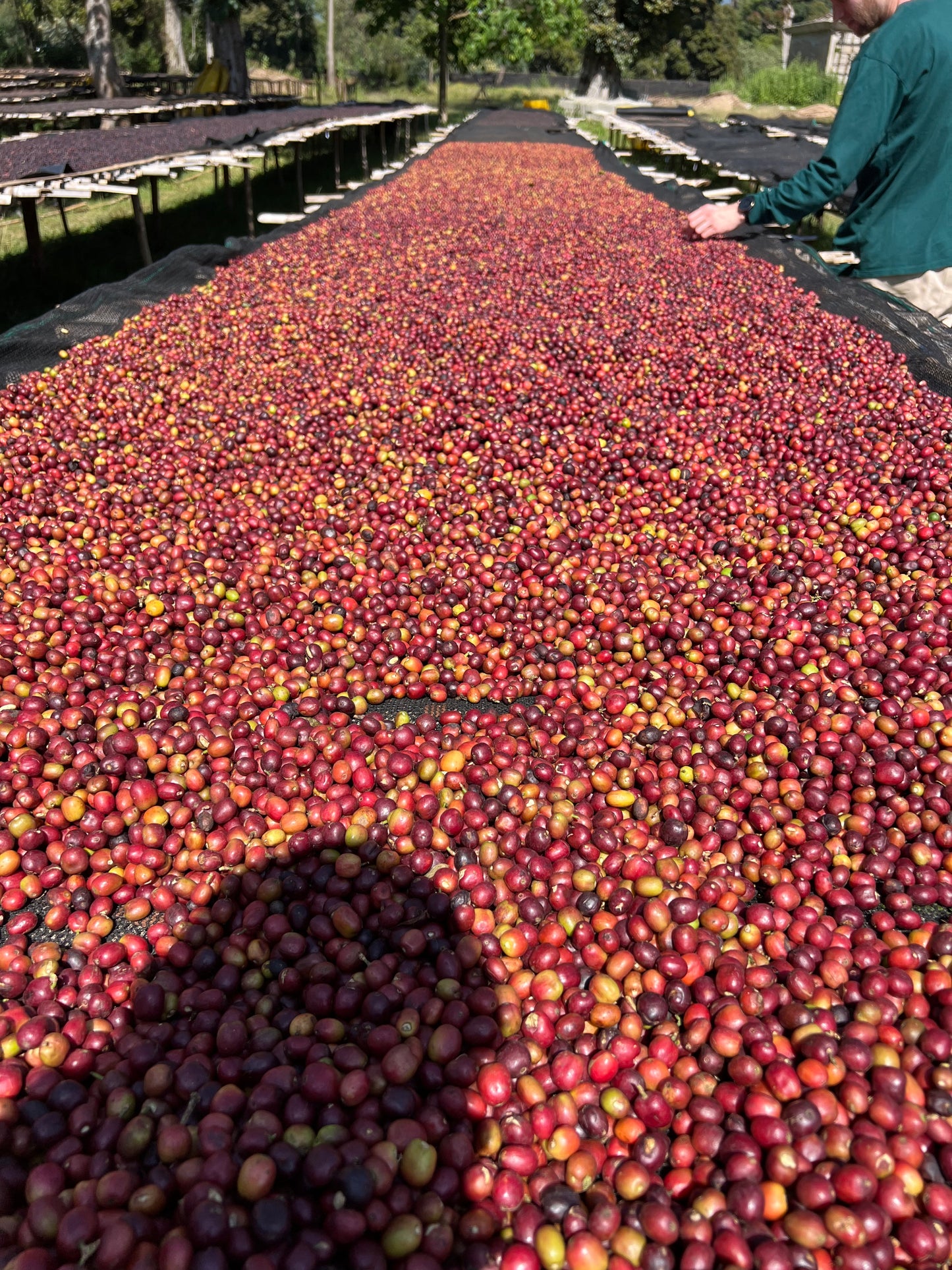 Ethiopia Legesse Matisso Natural