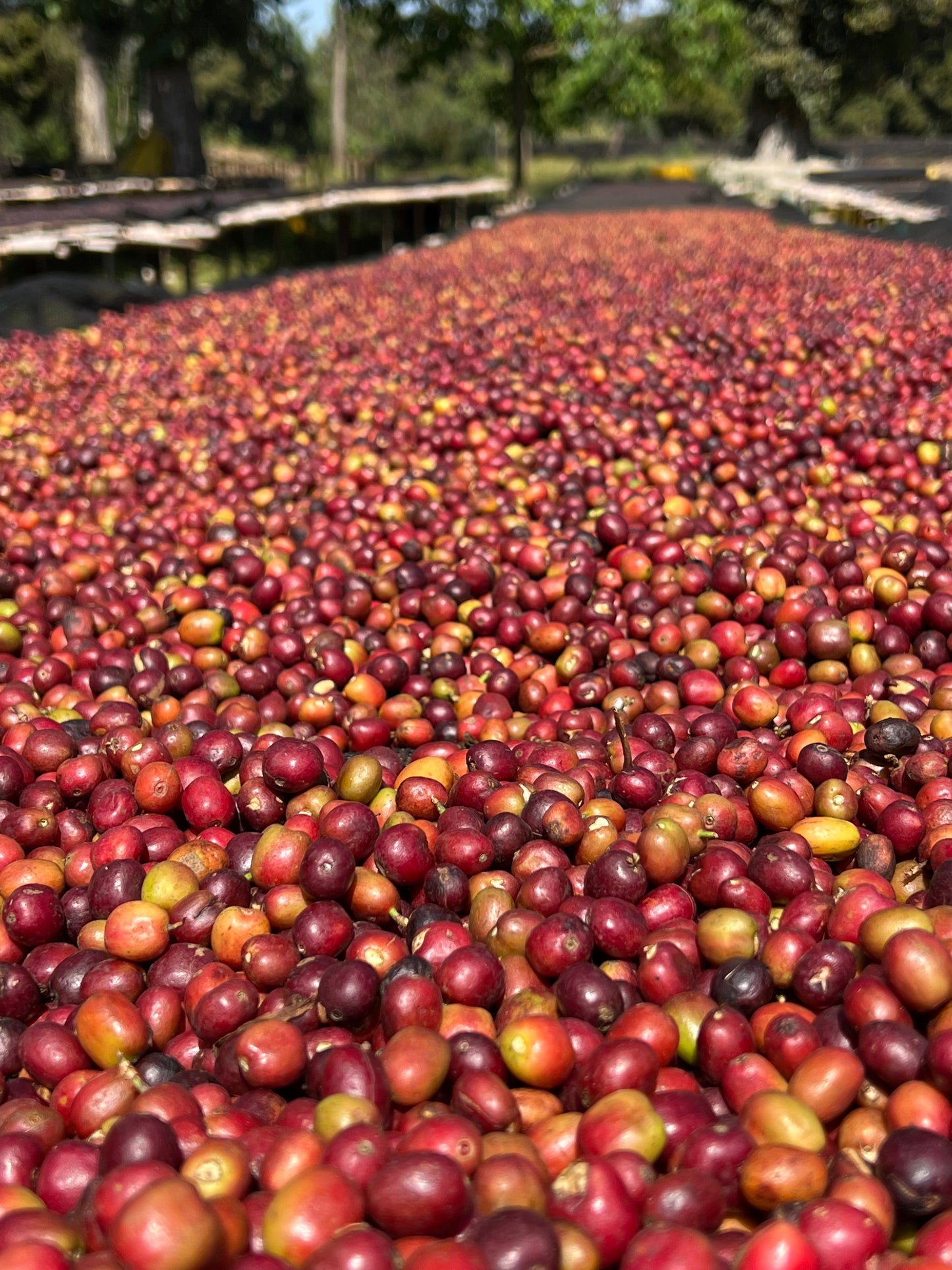 Ethiopia Uraga, Haro Wachu Natural Anaerobic