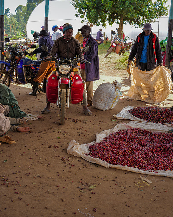 Kenya - Kagumo AA - Washed