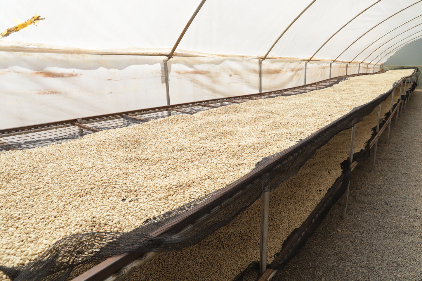 Kenya - Kiangoi AA - Washed