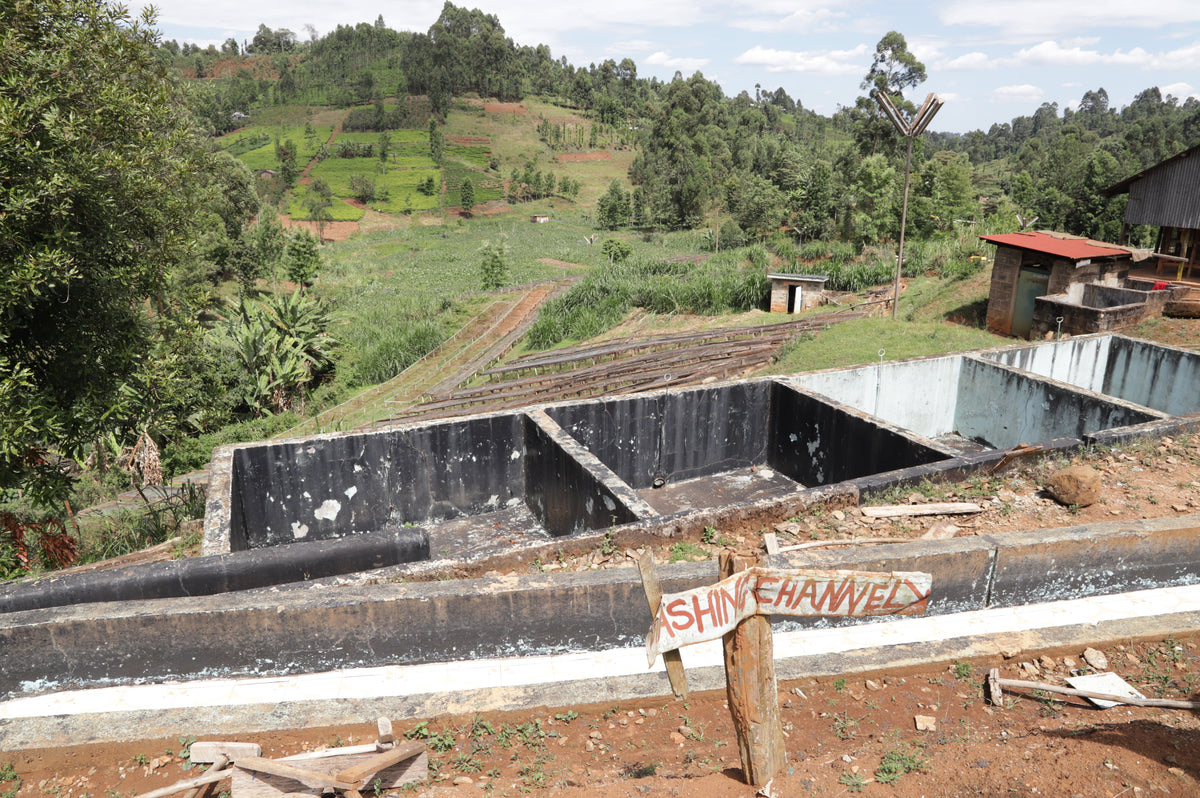 Kenya - Kiangoi AA - Washed