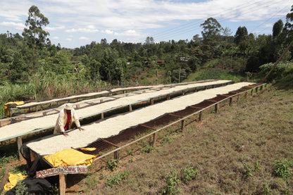 Kenya - Kiangoi AA - Washed