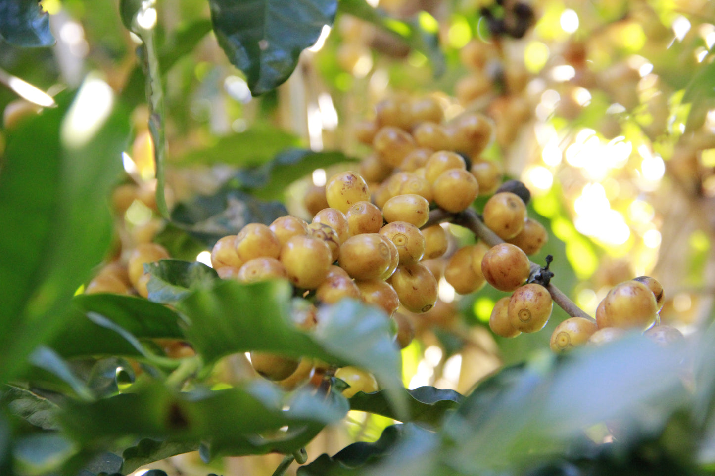 Brazil - Fazenda Sao Silvestre - Famili Andrade - Pulped natural